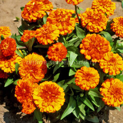 ������ ������ ������ �������� ����� (1��-100��) ���������������� ������   ����