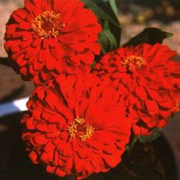 ������ ������ ������ �������� ������� (1��-100��) ���������������� ������   ����