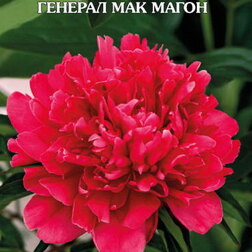 ������ ������ ���� ����������� ������� ��� �����   ����