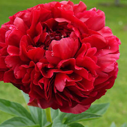 ������ ������ ���� ����������� ����� �������   ����