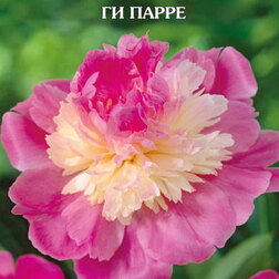 ������ ������ ���� ����������� �� �����   ����