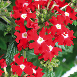 ������ ������ ������� ��������� ������ ������ ��� ��� �� (1��-100��) ���������������� ������   ����