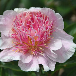 ������ ������ ���� ����������� �� ���   ����