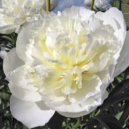 ������ ������ ���� ����������� ����� �� �����   ����