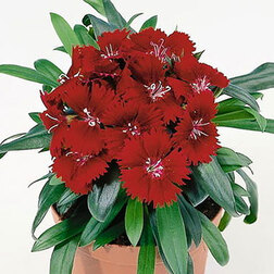 ������ ������ �������� ���� ������� (1��-250��) ���������������� ������   ����