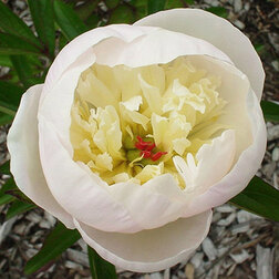 ������ ������ ���� ����������� ��������   ����