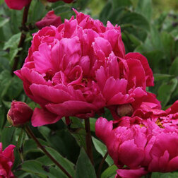 ������ ������ ���� ����������� (���� ����������)   ����