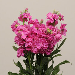 ������ ������ �������� ��� ����� ���� (1��-250��) ���������������� ������   ����