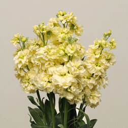 ������ ������ �������� ��� ����� (1��-250��) ���������������� ������   ����