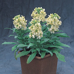 ������ ������ �������� ���������� ����� (1��-250��) ���������������� ������   ����