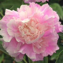 ������ ������ ���� ����������� �������� �������   ����