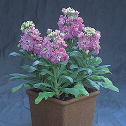 ������ ������ �������� ���������� �������� (1��-250��) ���������������� ������   ����