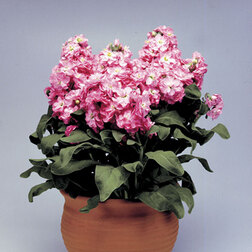 ������ ������ �������� ���������� ���� (1��-250��) ���������������� ������   ����