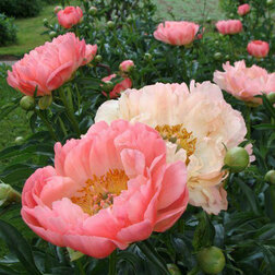 ������ ������ ���� ����������� ����� ������   ����