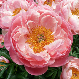 ������ ������ ���� ����������� (����� ����)   ����