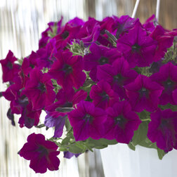 ������ ������ ������� ��������� �������� ����� (1��-100��) ���������������� ������   ����