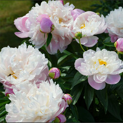 ������ ������ ���� ����������� ���� ���������� ����   ����