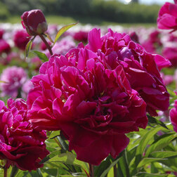 ������ ������ ���� ����������� ��� ��� �����   ����