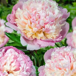 ������ ������ ���� ���������������� ����� ����   ����