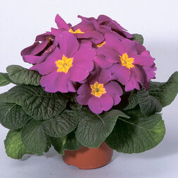 ������ ������ ������� ����� ������ (1��-250��) ���������������� ������   ����