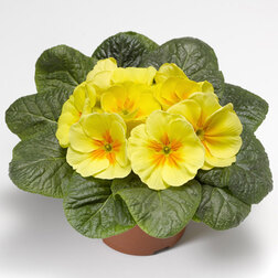 ������ ������ ������� ����� ����� ��� �� (1��-250��) ���������������� ������   ����