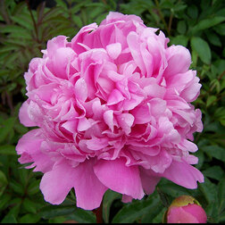 ������ ������ ���� ����������� ���� ���� ���   ����