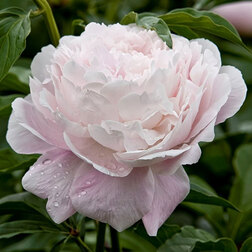 ������ ������ ���� ����������� ����� ����   ����