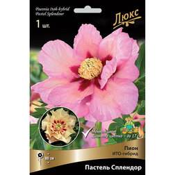 ������ ������ ����� ���-������ ������� �������� * (2-3 �����)   ����