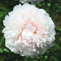 ������ ������ ���� ����������� �����   ����