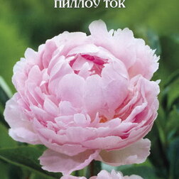 ������ ������ ���� ����������� ������ ���   ����