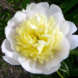 ������ ������ ���� ����������� (���������)   ����