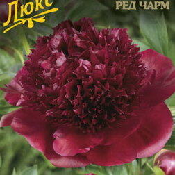 ������ ������ ���� ����������� (��� ����)   ����