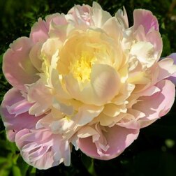 ������ ������ ���� ����������� ������   ����