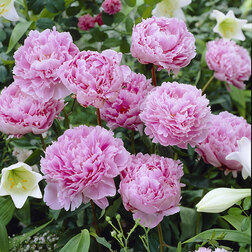 ������ ������ ���� ����������� ���� ������   ����