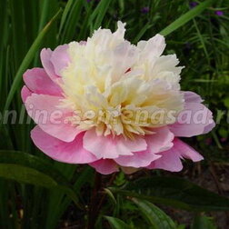 ������ ������ ���� ����������� (������)   ����