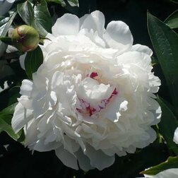 ������ ������ ���� ����������� (������� �������)   ����