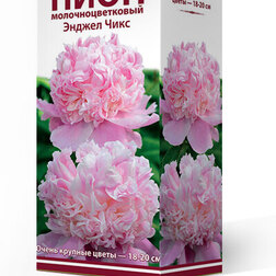 ������ ������ ���� ����������� ������ ����   ����