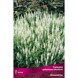 ������ ������ ������� ��������� (������) ���������   ����