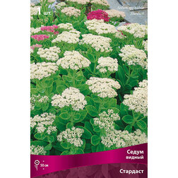 ������ ������ ����� ������ ��������   ����