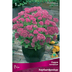 ������ ������ ���������� ����� �������� ������������   ����