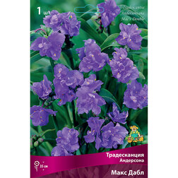 ������ ������ ������������ ��������� ���� ����   ����