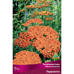 ������ ������ ������������� ������������ ���������   ����