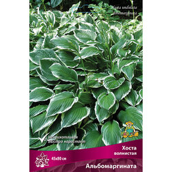 ������ ������ ����� ��������� ��������������   ����