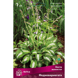 ������ ������ ����� ��������� ��������������   ����