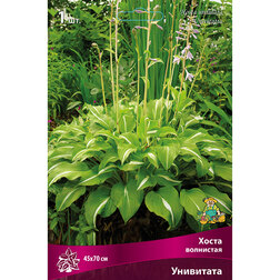 ������ ������ ����� ��������� ���������   ����