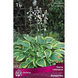 ������ ������ ����� ��������� ��������   ����