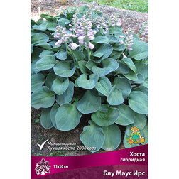 ������ ������ ����� ��������� ��� ���� ���   ����