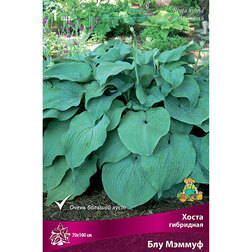 ������ ������ ����� ��������� ��� ������   ����