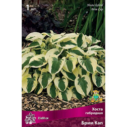 ������ ������ ����� ��������� ���� ���   ����