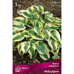 ������ ������ ����� ��������� ���� ����   ����